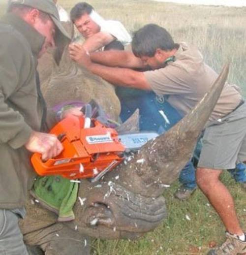 fightingforanimals:Brutal action of criminal organizations in South Africa in search of rhino horn. 