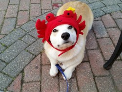 machetecorgez:  Lobster corgi is NOT amused.