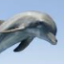 dolphin-----3892