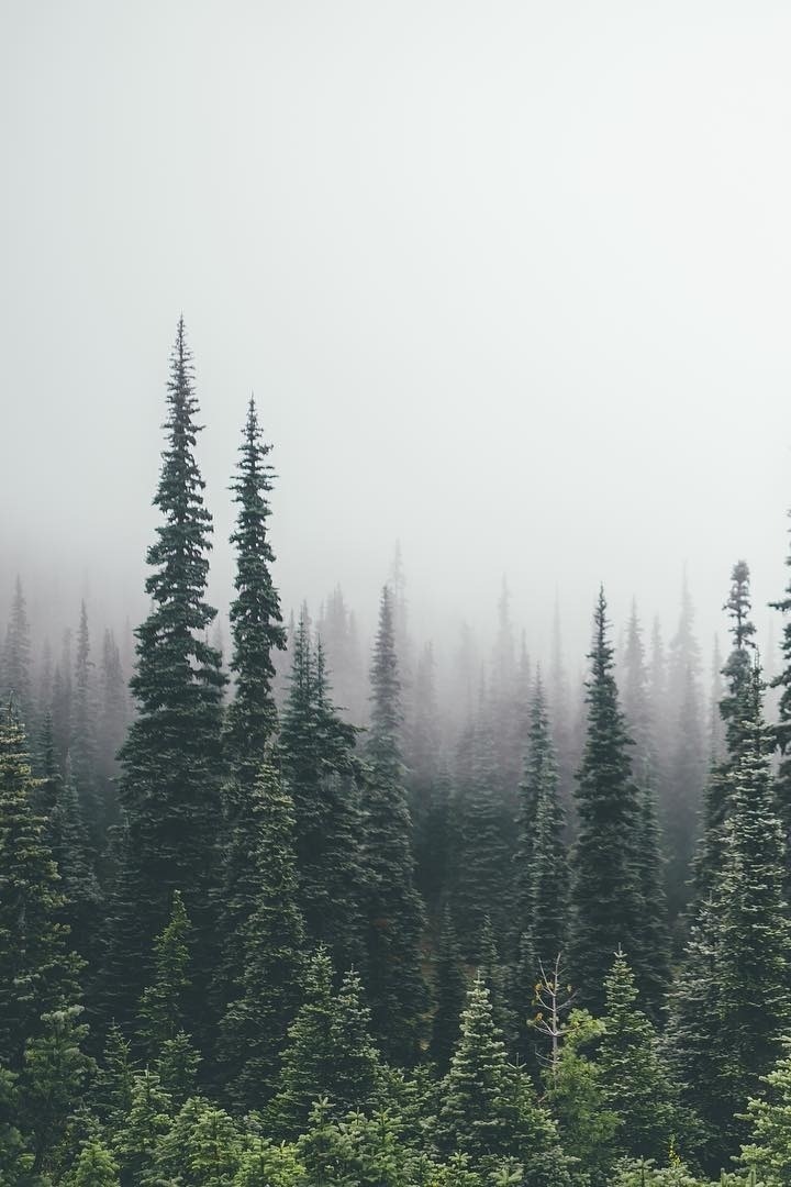 thxmxs:  #woods #trees #forest #mist  via www.thrd.co/t/ksNAqiPKrk