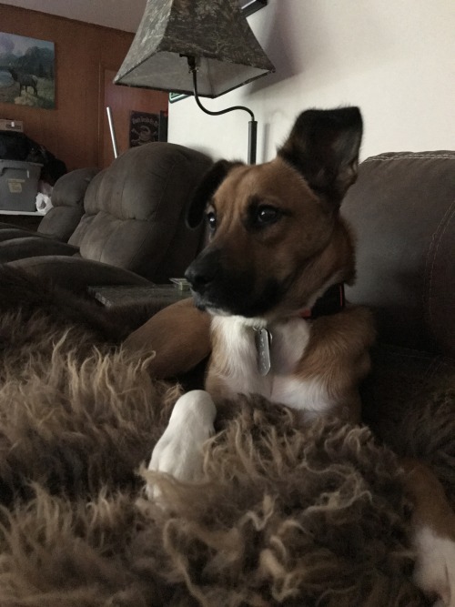 My pup is being very photogenic right now , love her ❤😍