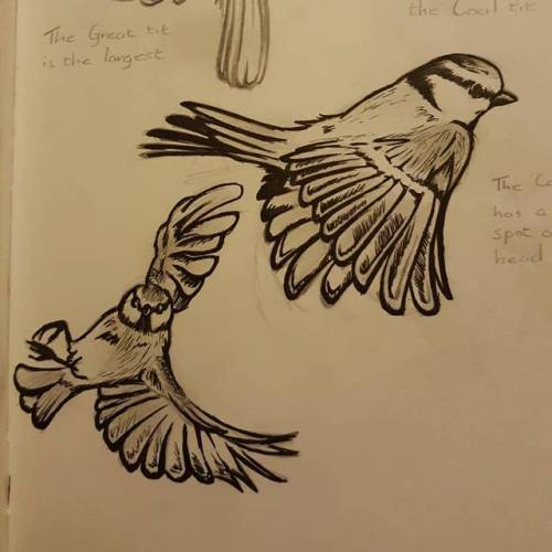 New semester, new project. Gotta draw an entire sketch book full of birds……wonder how 