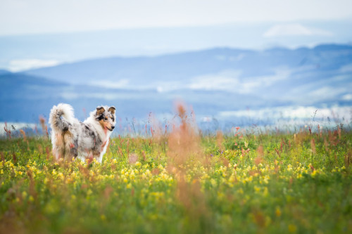 Collie flowers by NinaHerrFotografie Collie puppie, 6 months in flowers at Wasserkuppe, Germany June