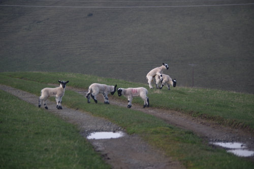 I think we’re approaching maximum lamb density. Some of the mules remain convinced that our car just