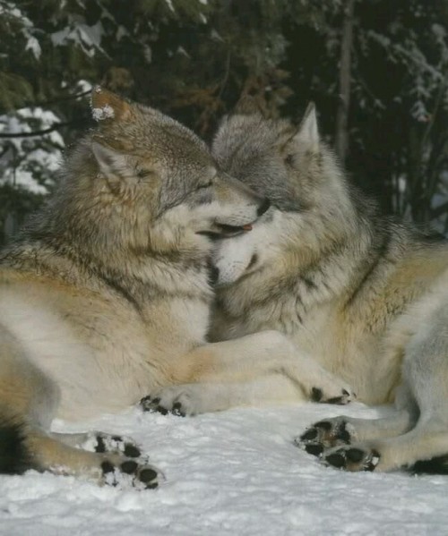 jollyrogers777: Wolf snuggles are the best