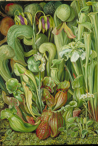 artist-marianne-north: Orchids, Marianne North