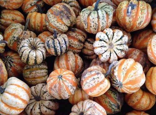 floralwaterwitch: Baby pumpkins are just so adorable ✨ Instagram angelinnapit / floralsgifts.com