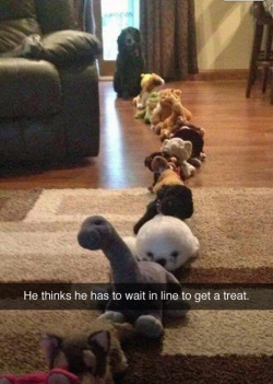 princesswetkitty:  omg I’m so jealous. look at that cute doggy and their stuffies omg  Join the queue