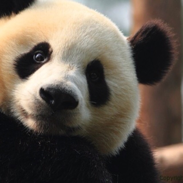 Sup? Want a hug? #panda #cute #instagood #likeforlike #pandabear #asians #likes #funny