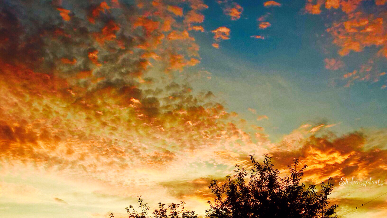 shelovesplants:  Fall sunsets ☀️🍁🍂🙏🏻