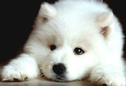 cressidaknightlark:  There you go; cute, funny, adorable and beautiful Samoyeds to brighten up your day. ♥ 