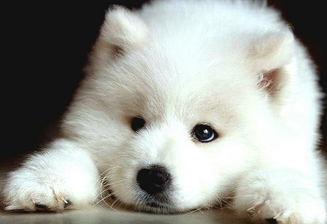 ohfubble:  cressidaknightlark:  There you go; cute, funny, adorable and beautiful Samoyeds to brighten up your day. ♥  mymindisabeautifulwreck Itz so fluffyyy 😍 