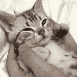 Animated GIFs