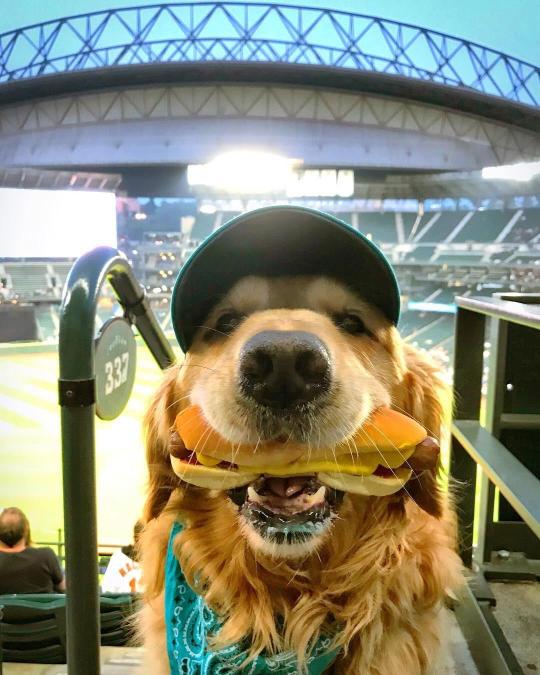 baconpolice:  doggosource: 11/10 a good doggo posing for his hooman’s insta  Yall forgot the final product. 