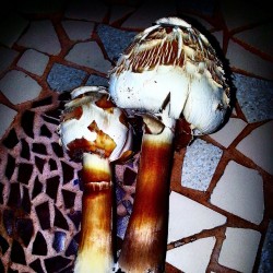 Mushhhroomms