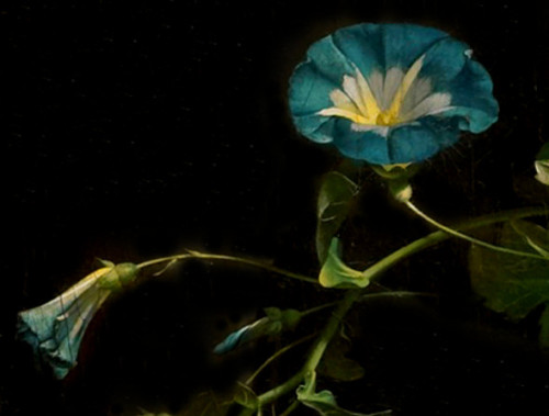 clara–lux:  RUYSCH, Rachel (1664–1750) Details after “Stilleven met bloemen in een
