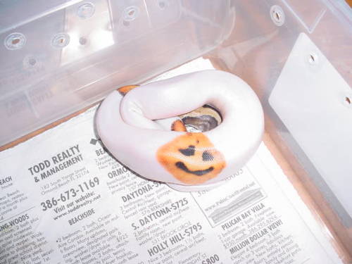 all-seeing-v: Pied Ball Pythons hatched with Jack-O-Lantern patterns. (x) (x)