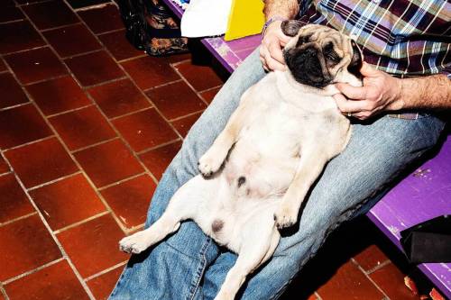 Photos from the Hairy Underbelly of the Westminster Dog Show