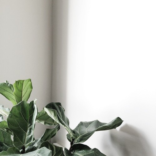 interiorvoyeur: graceinchrist:Leigh Savage. Beautiful fiddle leaf fig, beautifully photographed. 