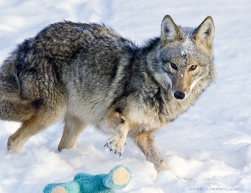 phalaenopfish:  catsbeaversandducks:  All This Coyote Needed Was A Toy “Yay!!!” Photos by ©Pamela Underhill Karaz - Via Mother Nature Network  I bought this toy for Cisco recently! 