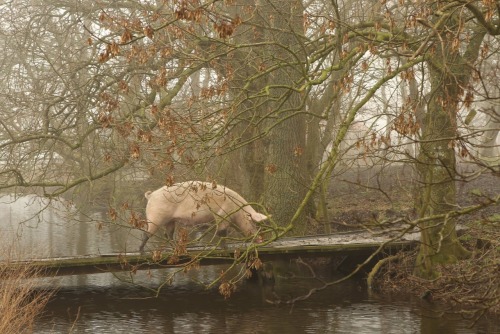 nonconformist-vegan:   Pigs enjoying the freedom and mystic atmosphere of Hof Butenland Farm Sanctuary. Hof Butenland rescues and provides lifelong care for animals that have been saved from slaughter, neglect, exploitation and abuse. Hof Butenland is