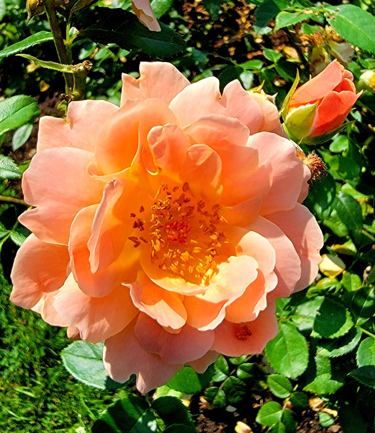 detroitlib:Dow Gardens, Midland, Michigan