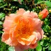 detroitlib:Dow Gardens, Midland, Michigan