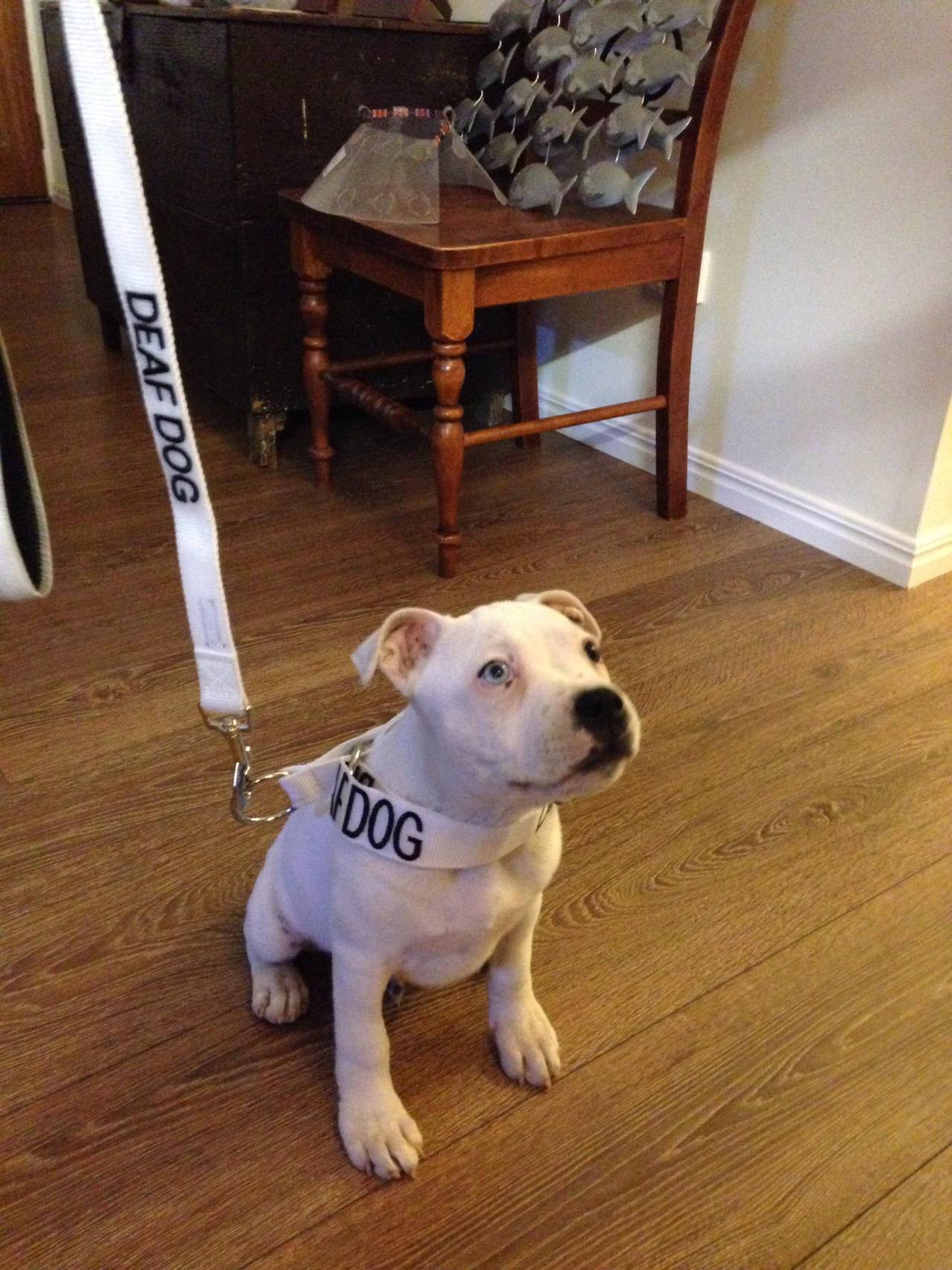 marcelinesuicide:  awwww-cute:  Meet Collin the deaf English Staffy  OH MY GOD COLLIN