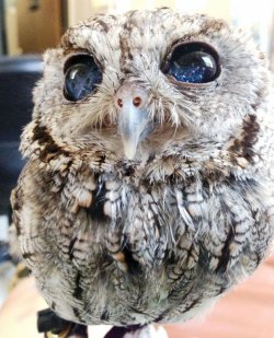 blazepress:  Zeus the Adorable Blind Owl