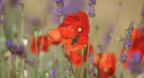 Je les aime à coeur parfumés à la lavande by dubus regis on Flickr.