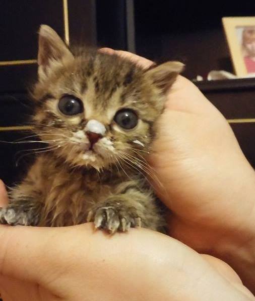 awwww-cute:  I can eat on my own now! (Source: http://ift.tt/1d6tuXT)