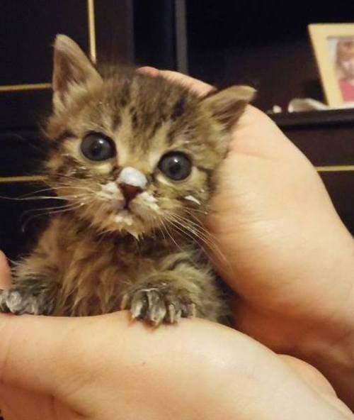 awwww-cute:  I can eat on my own now! (Source: http://ift.tt/1d6tuXT)