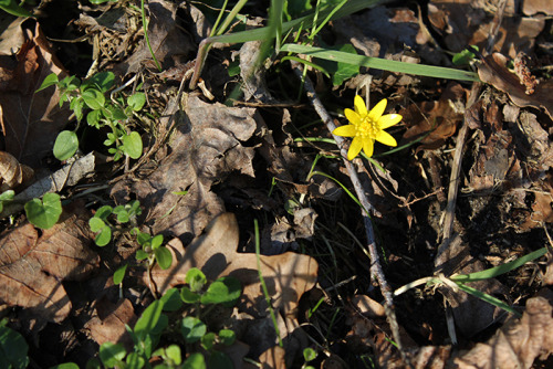 Lesser celandine couldn’t wait any longer and showed up in the forest.♥