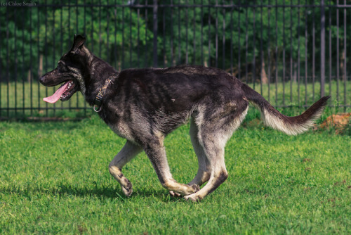 thelazypetowner: Here’s another boy I took pictures of for Austin German Shepherd Rescue. :) H