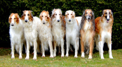 houndgrl:  These were my fav dogs when I