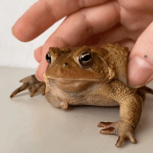 Frog And Toad (Frog And Toad) Stimboard 