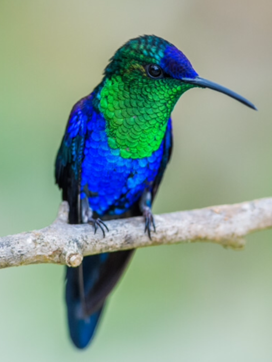 silverhawk: silverhawk:   u ever just see an animal n ur like “yeah thats perfectly named” bc this is the violet-crowned woodnymph n like. yeah thats right   yeah this is Just Right. 