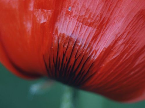 poppy petal Macro Beauty, Red, Flowers, Nature, Taking Photos by Karo Solo on EyeEm