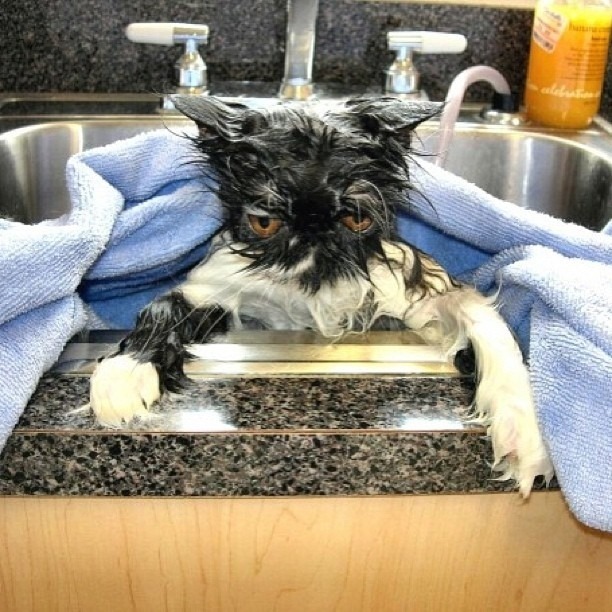 unimpressedcats:  clean kitty   Oh dear if we have a cat we will never give it a