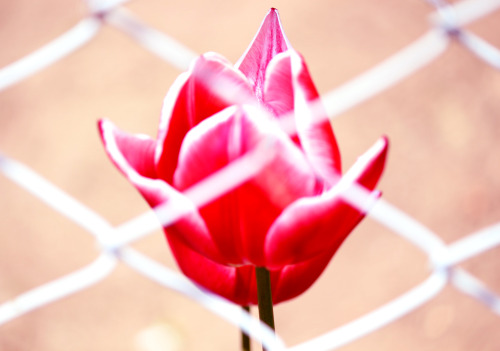 ramuneblue:  flower of life