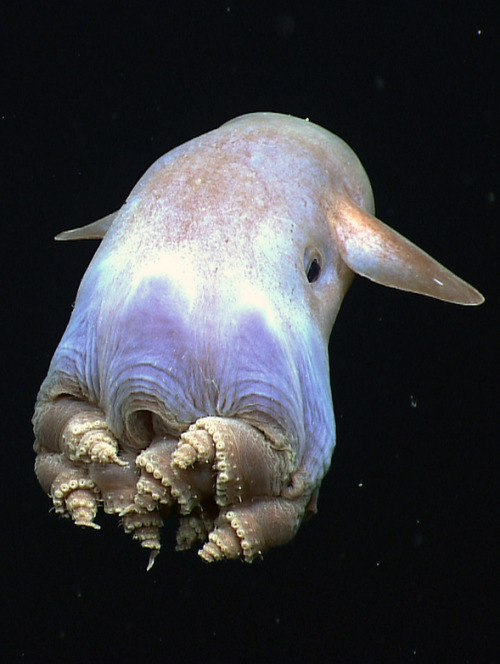 whatthefauna:  There are several different species of dumbo octopus that all live in extreme depths, some up to 23,000 ft under the ocean’s surface. Their name derives from ear-like fins that they use to help propel themselves through the water. Image