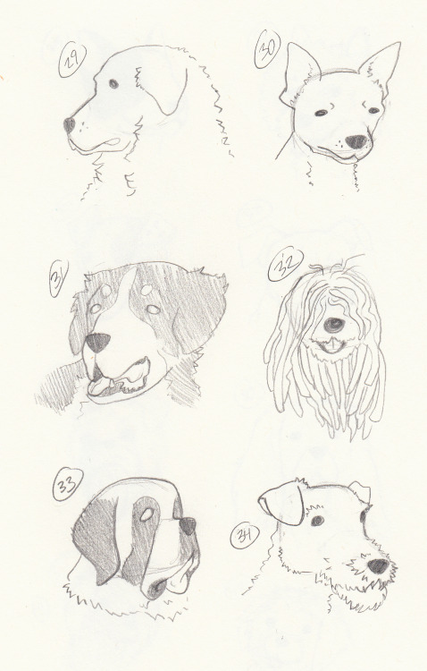 So I drew some dogs. Like, a lot of dogs. I took my big encyclopedia of dog breeds, flipped through 