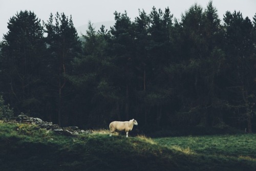 Porn dpcphotography:  Today, in the Peaks with photos