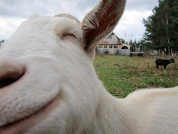 smoke-thc-drop-lsd:  LOOK AT THIS HAPPY ASS GOAT OMFG I HOPE