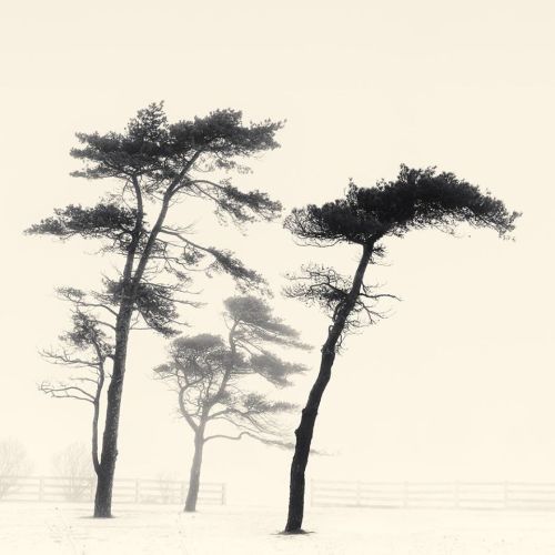 gacougnol:Peter DusekThree Pines