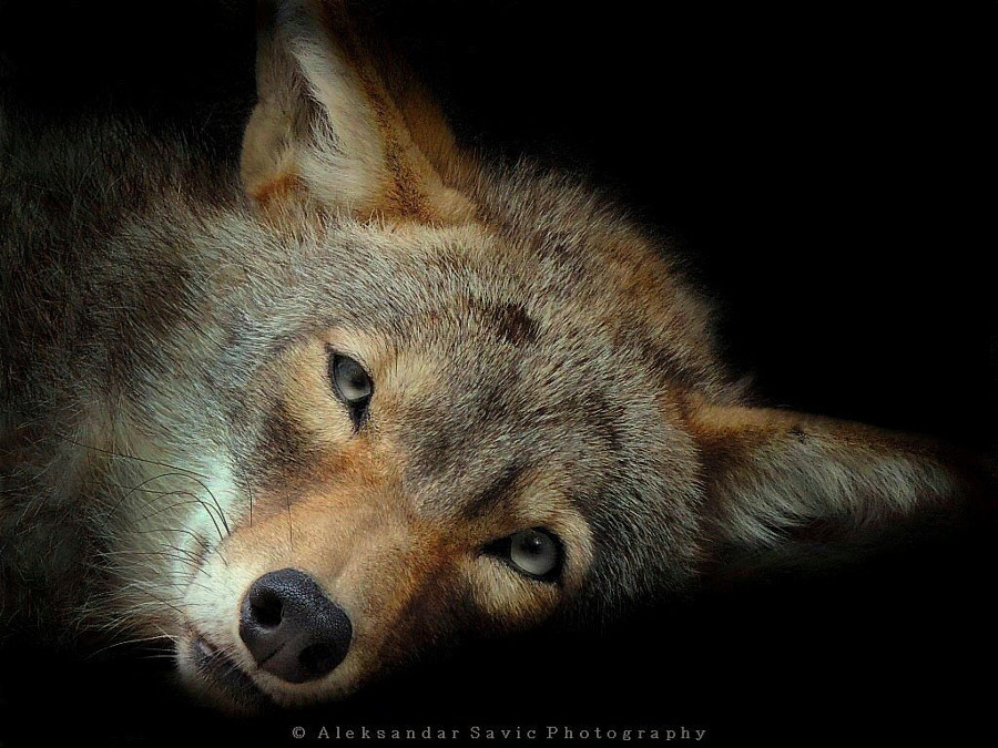 yipyapyote:    Aleksandar Savic   