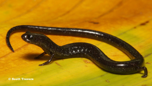 emerald-of-the-eight:Two specimens of Nicaragua worm salamander [Oedipina nica] kept in captivity in