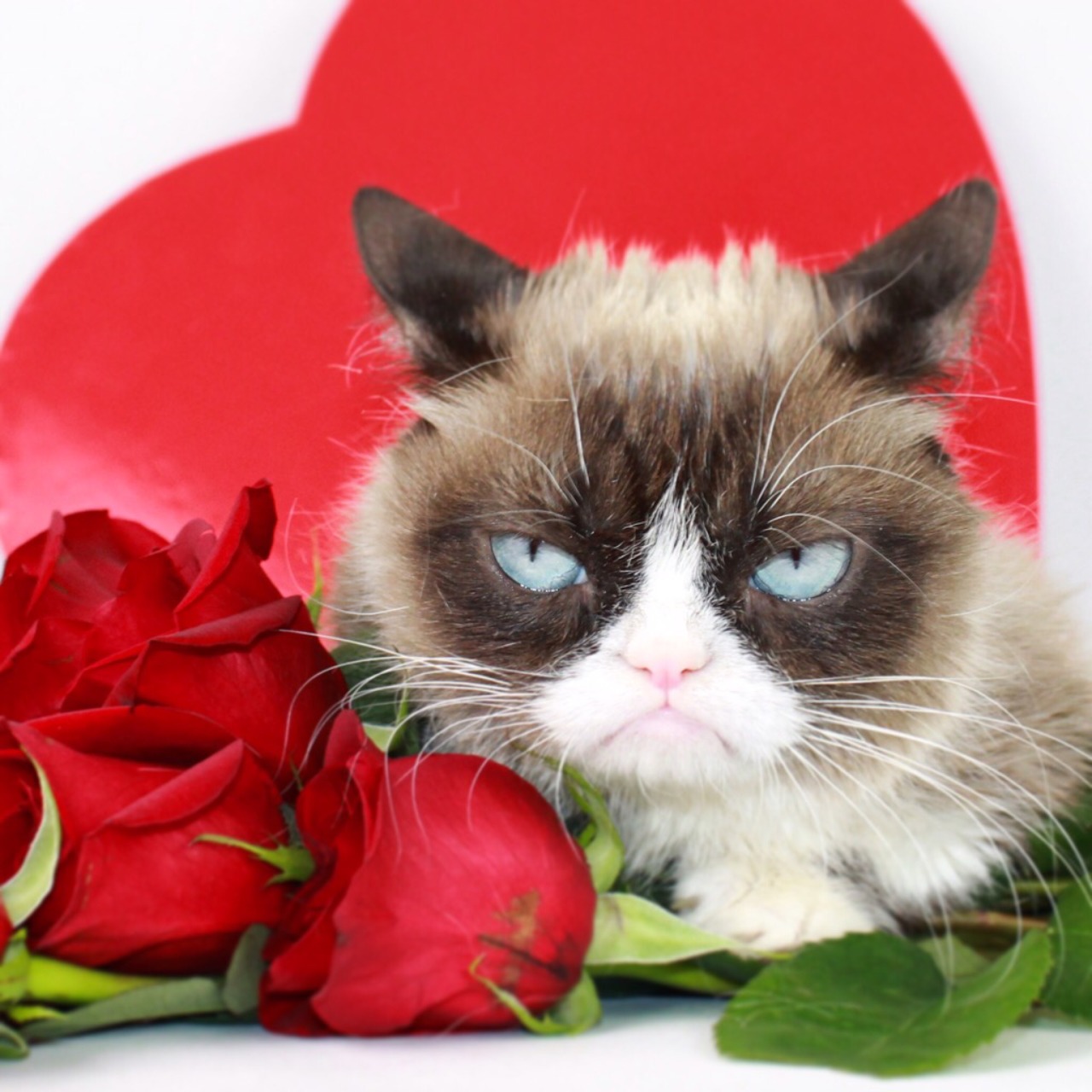Make this picture a meme to enter to win a Valentines shirt!
Get 20% off now: https://grumpy.cat/GCVDayTees #GrumpyVDay