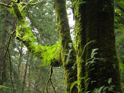 thedruidsteaparty:Whatcom Falls Park 03-07-2014-063 by SkyfireDragon