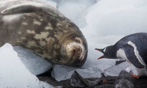 tangledwing:A Weddell seal sleeps next to a noisy gentoo penguin on Greenwich Island part of the Sou
